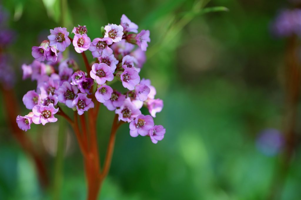 bergenia