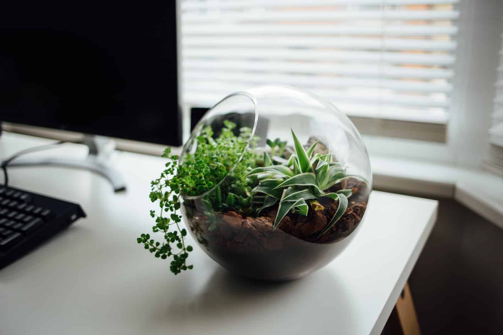 terrarium plantes